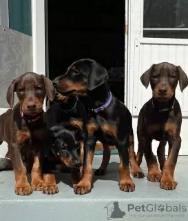 Photo №1. dobermann - à vendre en ville de Cracovie | Gratuit | Annonce №63284