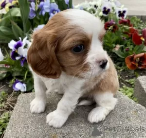 Photo №1. cavalier king charles spaniel - à vendre en ville de Berlin | 550€ | Annonce №127110