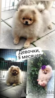 Photo №4. Je vais vendre spitz nain en ville de Minsk. éleveur - prix - 284€