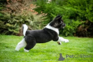 Photos supplémentaires: Chiots Akita américains