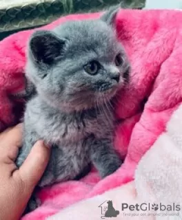 Photo №1. british shorthair - à vendre en ville de Москва | 450€ | Annonce № 117861