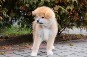 Photo №3. Les chiots japonais Akita Inu achètent un chiot KSU apprécié chiot Akіti hahiko. Ukraine