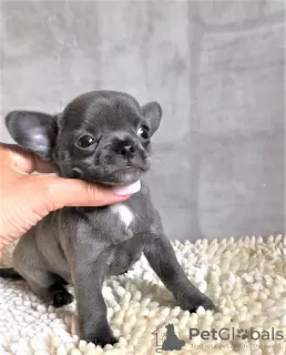 Photos supplémentaires: Chiot à vendre chihuahua blanc et bleu