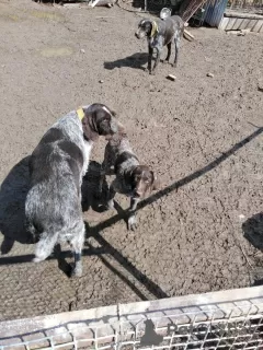 Photo №1. chien d'arrêt allemand à poil dur - à vendre en ville de Ramenskoye | 110€ | Annonce №10250