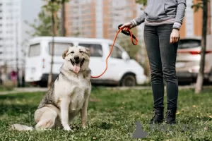 Photo №2 de l'annonce № 72595 de la vente chien bâtard - acheter à Fédération de Russie annonce privée