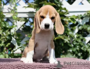 Photo №3. Chiots Beagle au chenil. Italie