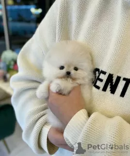 Photo №3. Beaux chiots de Poméranie tout blanc à vendre. Biélorussie