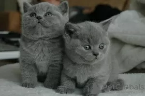 Photo №1. british shorthair - à vendre en ville de Мюнхен-Флугхафен | négocié | Annonce № 32653