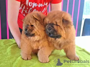 Photo №3. Chiots chow-chow. Pologne