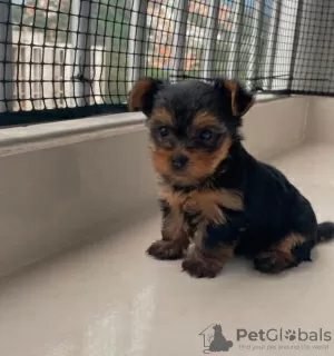 Photo №3. Chiots Yorkshire Terrier. Allemagne