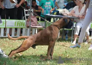 Photo №1. boxer - à vendre en ville de Jagodina | négocié | Annonce №86870