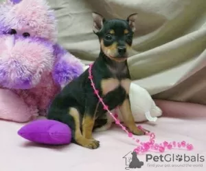 Photo №1. pinscher miniature - à vendre en ville de Helsinki | négocié | Annonce №52239