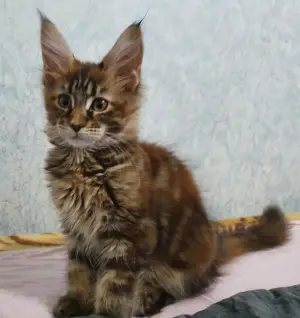 Photo №1. maine coon - à vendre en ville de Tioumen | 286€ | Annonce № 3772