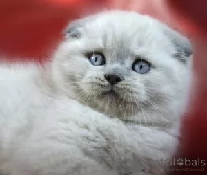 Photo №1. scottish fold - à vendre en ville de Kiev | 465€ | Annonce № 15702