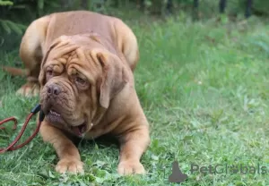 Photos supplémentaires: Chiots Dogue de Bordeaux