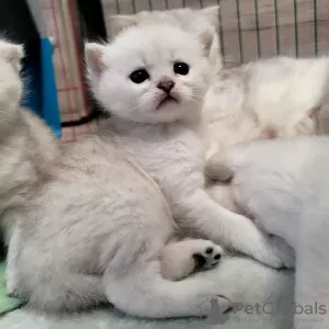 Photo №1. scottish fold - à vendre en ville de Steinfurt | Gratuit | Annonce № 112359