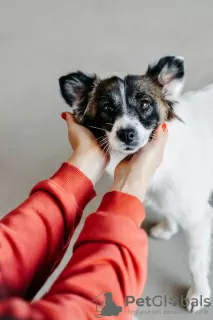 Photos supplémentaires: Le chien miniature Suri cherche un foyer !