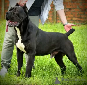 Photos supplémentaires: Chiots cane corso