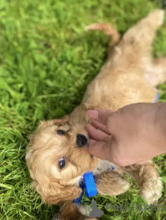 Photos supplémentaires: Cavapoo Cavadoodle