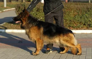 Photos supplémentaires: Berger allemand. meilleur chiot avec une portée