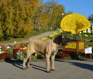 Photos supplémentaires: Chiots de race anglaise mastiff