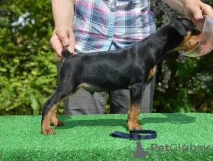 Photos supplémentaires: pinscher allemand