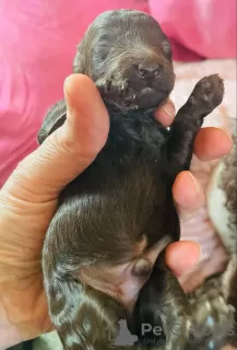 Photos supplémentaires: Chiots caniche à vendre