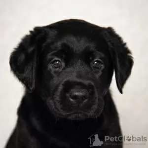 Photo №4. Je vais vendre labrador retriever en ville de Krymsk ville. de la fourrière - prix - 502€