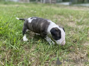 Photo №4. Je vais vendre bull terrier en ville de Cracovie. éleveur - prix - négocié