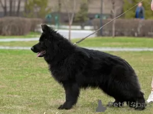 Photos supplémentaires: Berger Allemand mâle de 4,5 mois