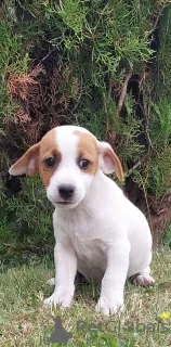 Photo №1. jack russell terrier - à vendre en ville de Wschowa | 380€ | Annonce №62731