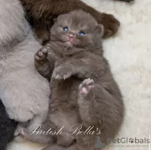 Photo №2 de l'annonce № 101742 de la vente british shorthair - acheter à Allemagne éleveur