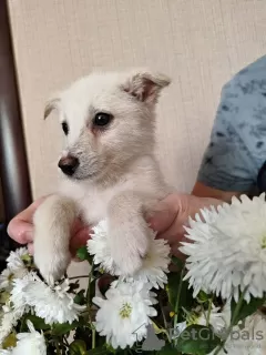 Photo №3. Des chiots entre des mains responsables. Fédération de Russie