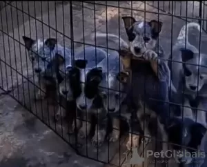 Photos supplémentaires: Chiots bouvier australien