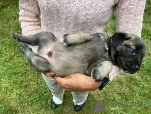 Photos supplémentaires: Kangal chiots