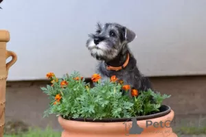 Photo №1. schnauzer moyen - à vendre en ville de Nova Pazova | négocié | Annonce №108367