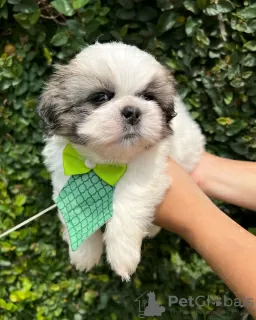 Photo №2 de l'annonce № 42910 de la vente shih tzu - acheter à USA éleveur