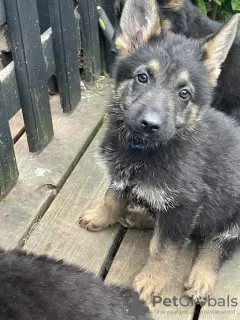 Photo №3. Chiot berger allemand. USA