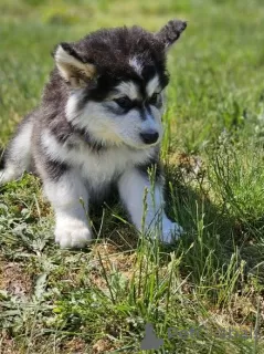 Photo №4. Je vais vendre malamute de l'alaska en ville de Salt Lake City.  - prix - Gratuit