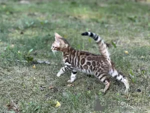 Photos supplémentaires: Garçon de la savane F2