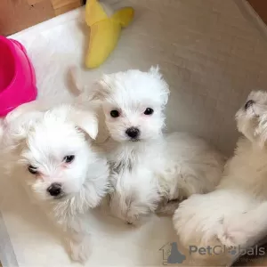 Photo №4. Je vais vendre bichon maltais en ville de Ybbs an der Donau.  - prix - 312€