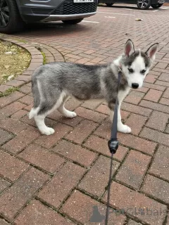 Photo №1. husky de sibérie - à vendre en ville de Vantaa | 320€ | Annonce №123482