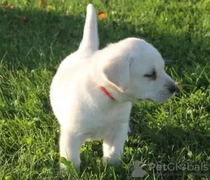 Photo №4. Je vais vendre labrador retriever en ville de Калистога. annonce privée - prix - négocié