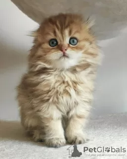 Photo №1. scottish fold - à vendre en ville de Rzeszów | 1100€ | Annonce № 19347