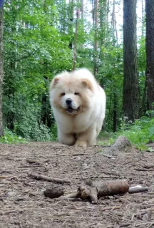 Photo №1. chow-chow - à vendre en ville de Izhevsk | 1500€ | Annonce №7171