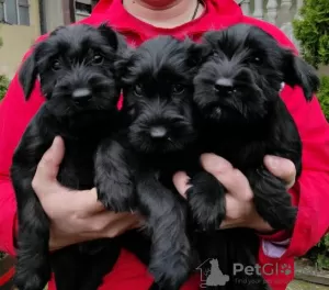 Photo №1. schnauzer géant - à vendre en ville de Kruševac | négocié | Annonce №81179