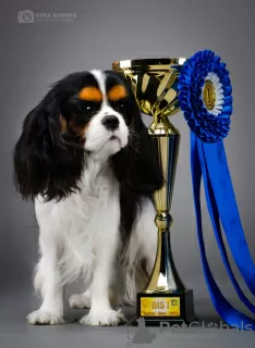 Photo №4. Je vais vendre cavalier king charles spaniel en ville de Omsk. de la fourrière, éleveur - prix - 1478€