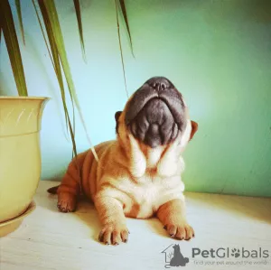 Photo №1. shar pei - à vendre en ville de Abakan | 267€ | Annonce №8070