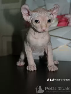 Photo №4. Je vais vendre sphynx en ville de Лида. annonce privée - prix - 212€