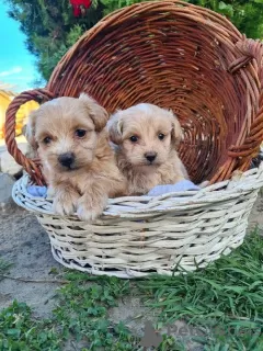 Photo №3. Chiots Maltipoo. Serbie